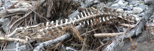 Completa decomposizione delle parti molli Il Governo Berlusconi dopo la cura dimagrante